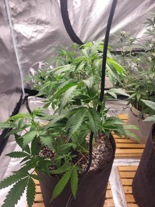 Jelly Donutz. Week 4 - 🌱🌱🌱💚💚