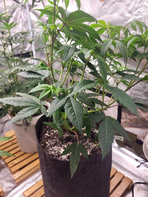 Jelly Donutz. Week 4 - Sehr nice💚💚🌱🌱