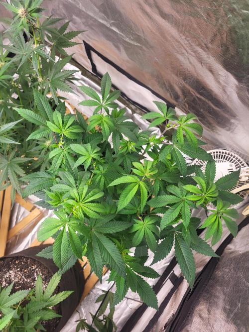 Jelly Donutz. Week 4