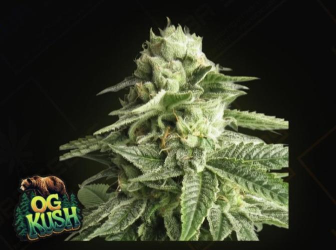 OG Kush huba seed bank. Week 0 -  second run 💚