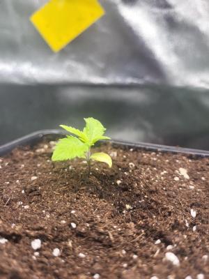 Comment by Growmigos photo #2