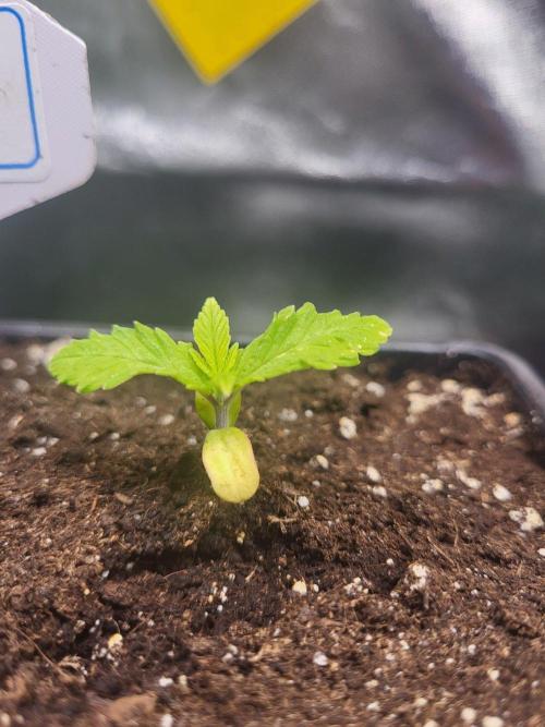 OG Kush Huba Seed Bank first run. Week 3 - Die OG kush wächst wieder