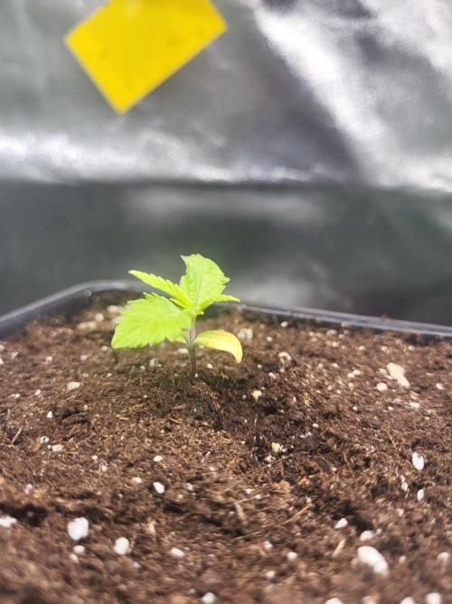 OG Kush Huba Seed Bank first run. Week 3 - Ich denke sie kommt durch