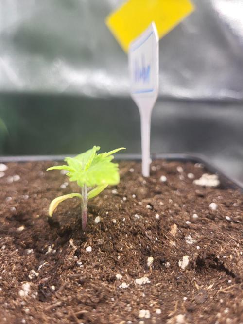 OG Kush Huba Seed Bank first run. Week 3 - Durch die Staunässe  hatder Sämling Limetten Farben bekommen,sauerstoffmangel