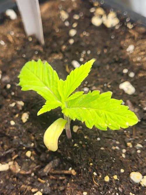 OG Kush Huba Seed Bank first run. Week 3 - Sie lebt