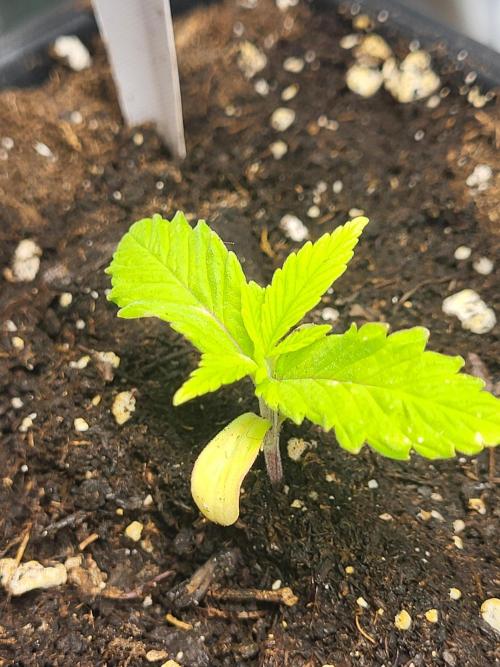 OG Kush Huba Seed Bank first run. Week 3 - 💚🌱