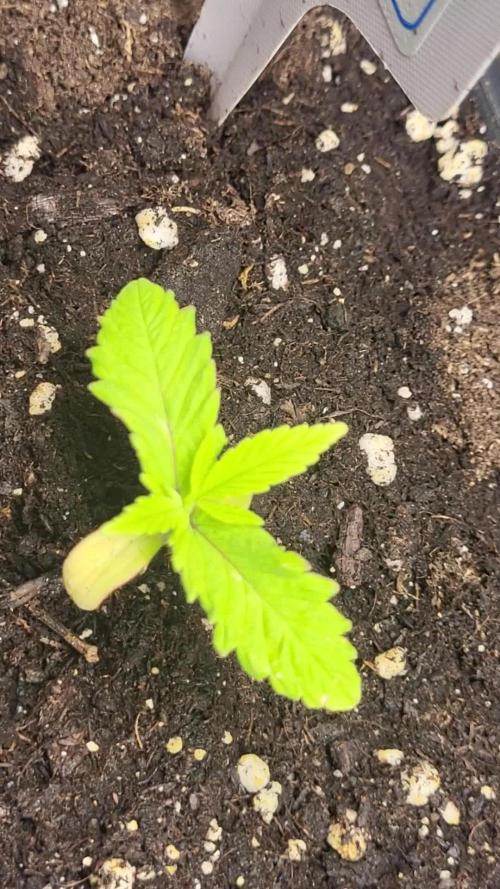OG Kush Huba Seed Bank first run