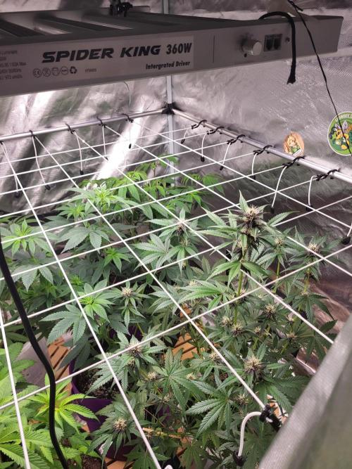 Fast buds purple lemonade Auto. Week 6 - Hier mal ein Einblick in mein blüte zelt ....