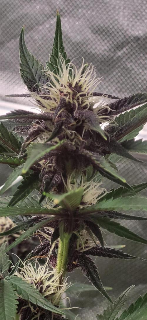 Fast buds purple lemonade Auto. Week 7 - Sie hat sich wunderschön gefärbt