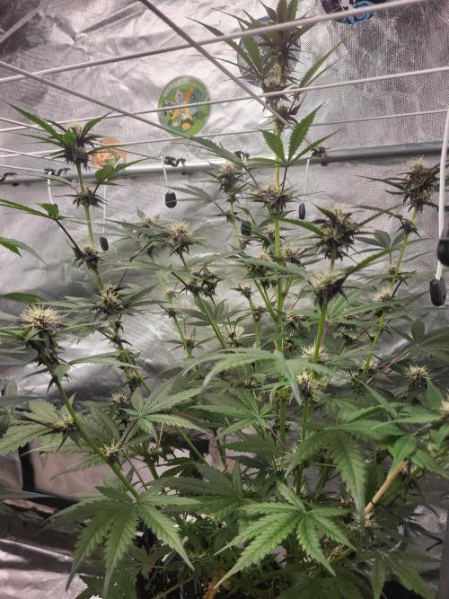 Fast buds purple lemonade Auto. Week 7 - Habe das letzte Foto vor 11 Tagen gemacht