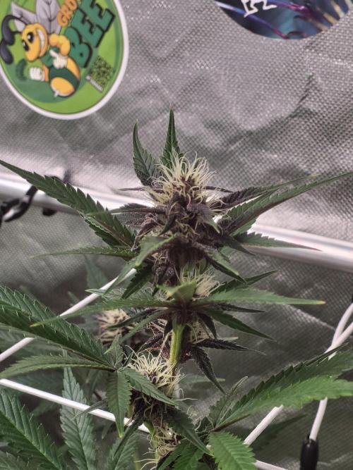 Fast buds purple lemonade Auto. Week 7 - 💚🌱