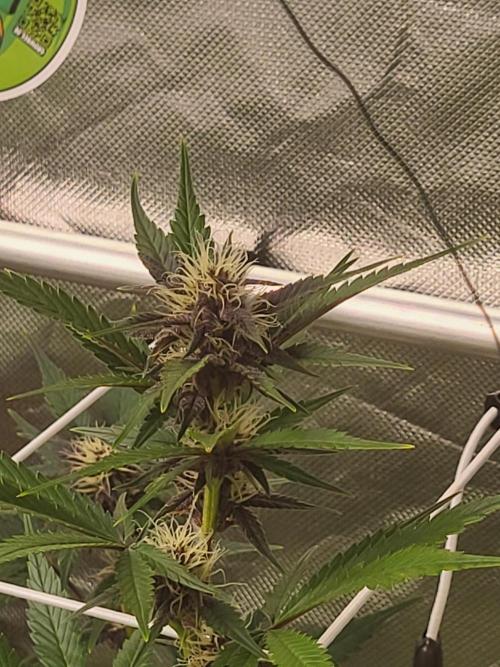 Fast buds purple lemonade Auto. Week 7 - 💚🌱