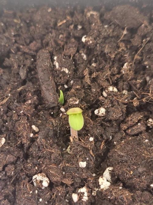 Yoieyou 1,20×6. Week 1