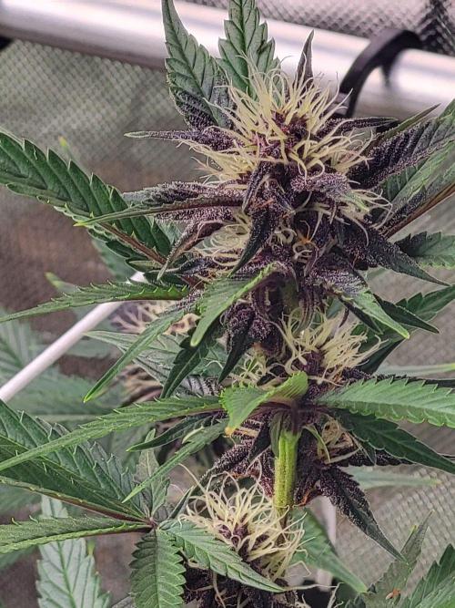Fast buds purple lemonade Auto. Week 7 - 💚💚