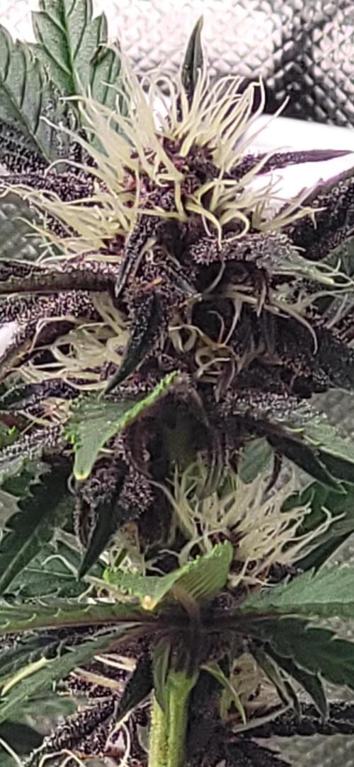 Fast buds purple lemonade Auto. Week 7 - Sie fängt an heftig zu harzen