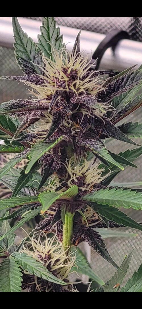 Fast buds purple lemonade Auto. Week 7 - 👍🌱💚