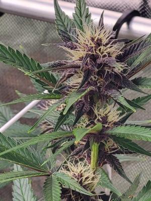 Comment by Growmigos photo #3