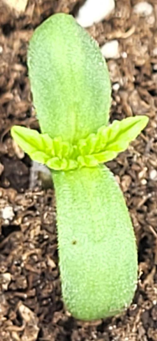 be cherry: Mystery Mary jane Berlin  26". Week 1 - 💚💚💚💚💚💚