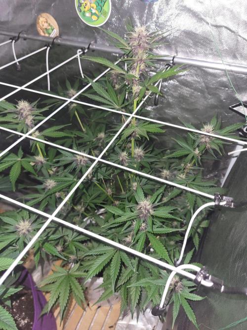Fast buds purple lemonade Auto. Week 7 - Sie steht bei der blüte Vorbereitung im grossen blüzelt bei der vegie!!!