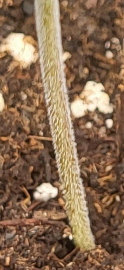 OG Kush huba seed bank 2. run back up. Week 1 - zystolithische Trichome oder nicht-drüsige Pflanzenhaare.