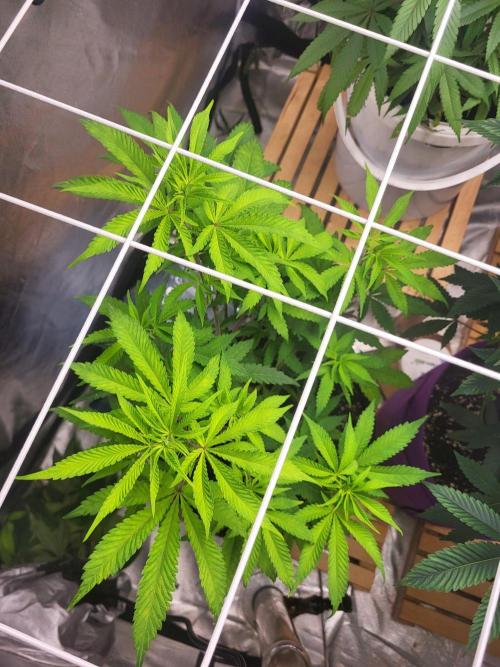 Jelly Donutz. Week 5 - 🌱💚
