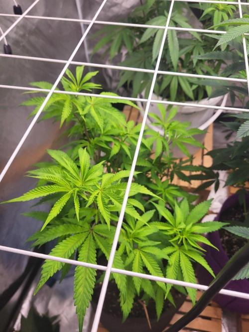 Jelly Donutz. Week 5 - 💚🌱