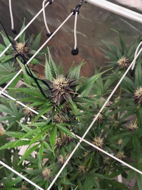 Fast buds purple lemonade Auto. Week 8 - Wow sie ist super hübsch noch nicht viel dran aber nice