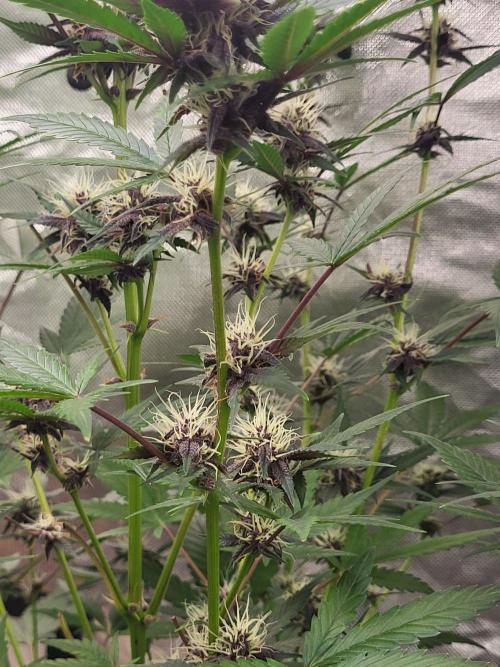 Fast buds purple lemonade Auto. Week 8 - 🌱💚