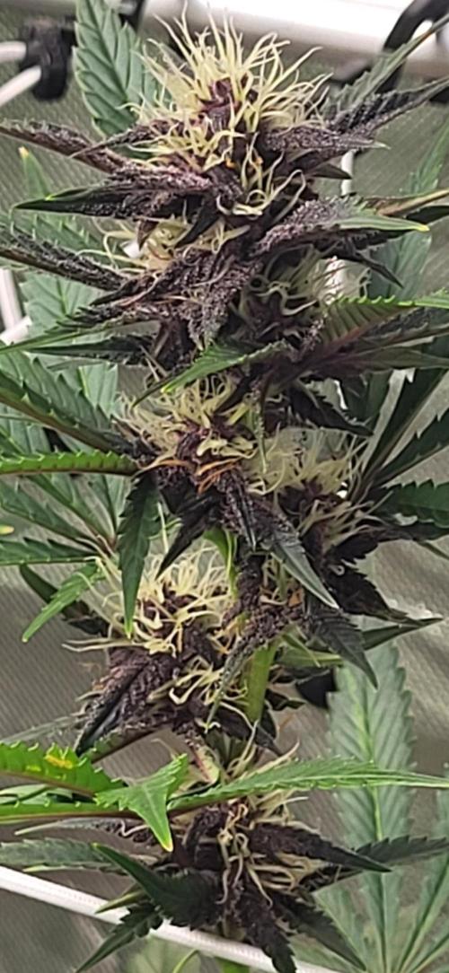 Fast buds purple lemonade Auto. Week 8 - 🌱💚