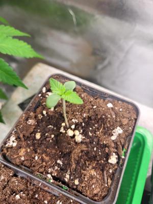 Comment by Growmigos photo #2