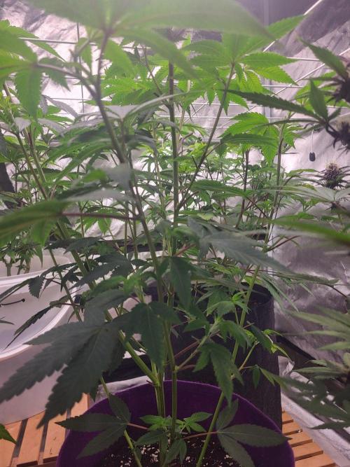 Jelly Donutz Humbold seeds. Week 5 - 💚🌱