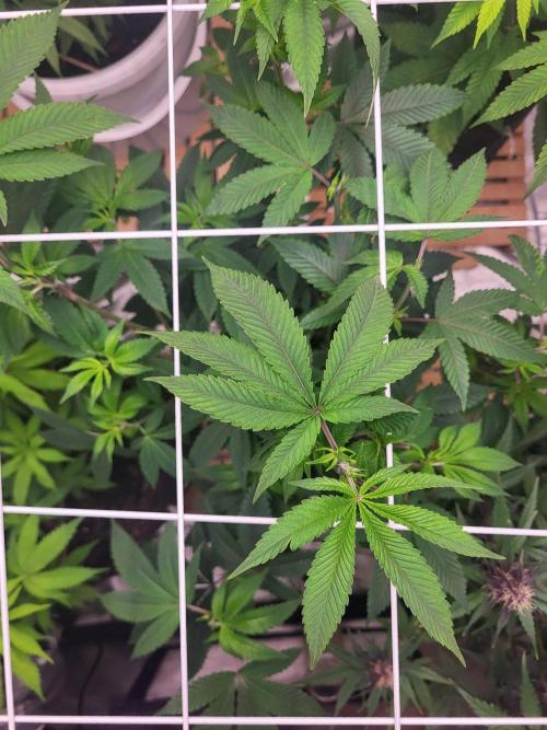 Jelly Donutz Humbold seeds. Week 5 - Von oben 
