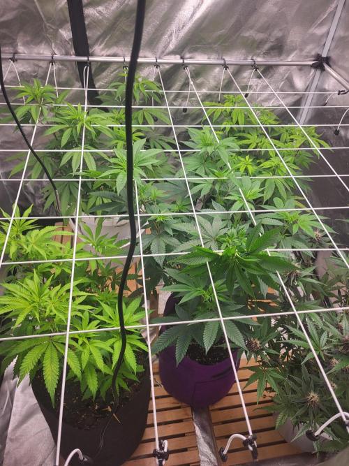 Jelly Donutz Humbold seeds. Week 5 - Sie steht in der Mitte 