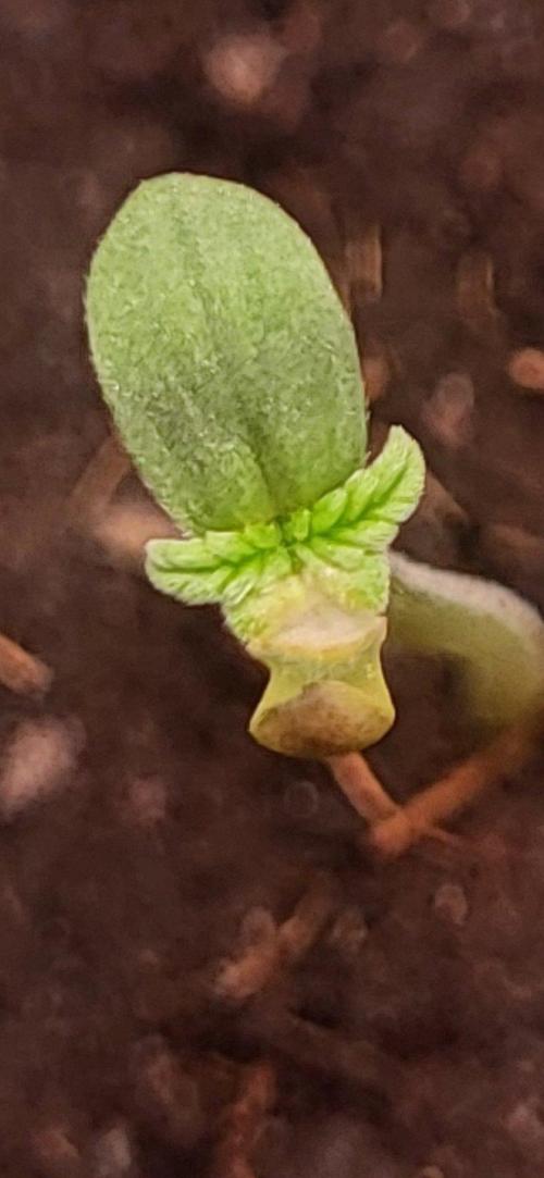 Great White Kush Huba Seed Bank. Week 1 - Sweet🌱