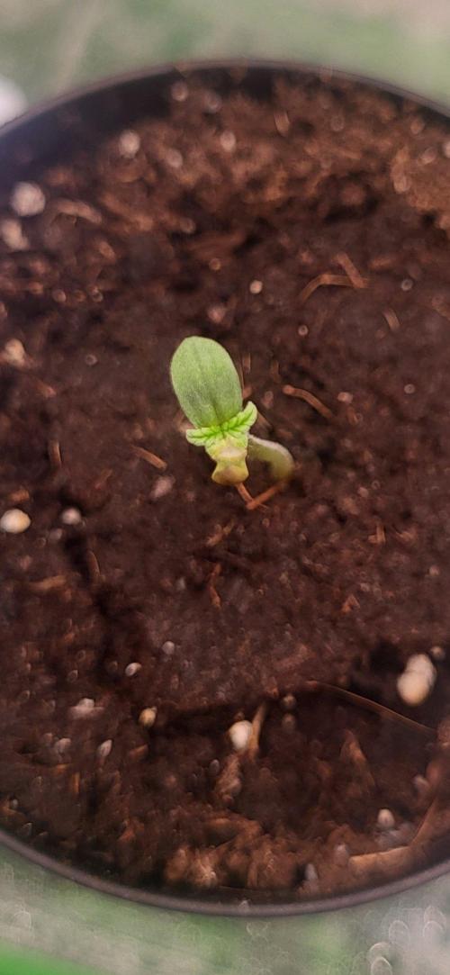 Great White Kush Huba Seed Bank. Week 1 - Hallo hier bin ich