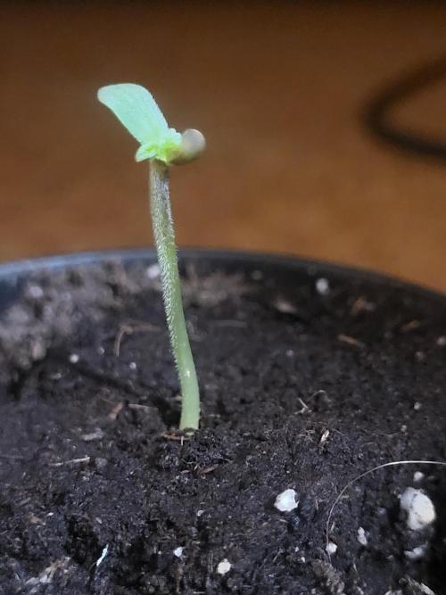 Great White Kush Huba Seed Bank. Week 1 - Wunderschön