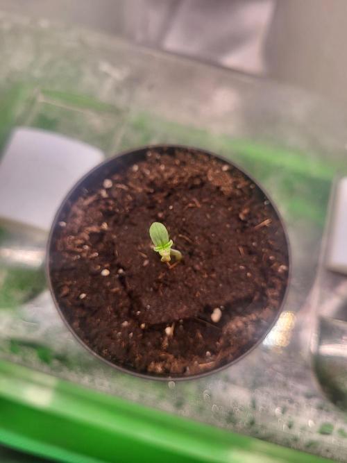 Great White Kush Huba Seed Bank. Week 1 - 💚🌱💚