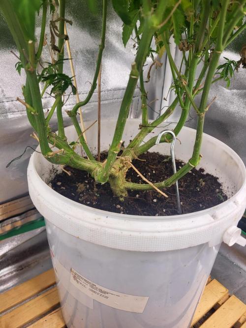 Jelly Donutz. Week 1