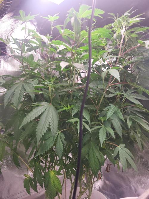 Jelly Donutz. Week 1