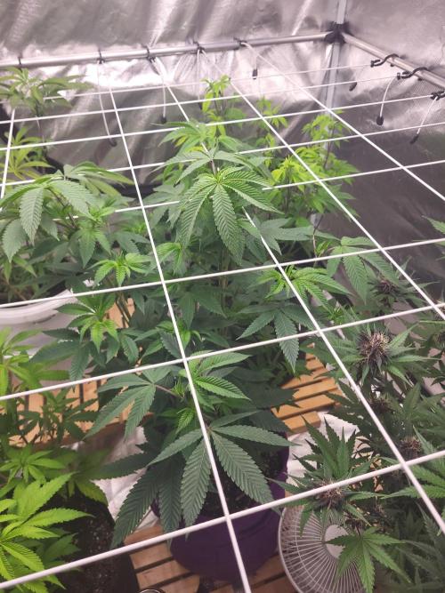 Jelly Donutz Humbold seeds. Week 5 - 🌱💚🌱