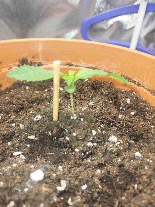 Gelato Auto fast buds. Week 2 - Sie entwickelt sich hervorragend ,habe sie in ein 6.5 l topf gesetzt