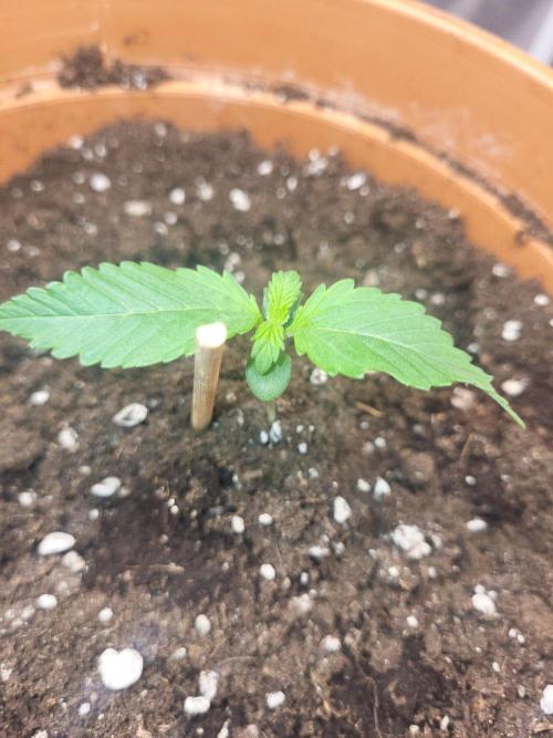 Gelato Auto fast buds. Week 2 - Sehr hübsch die kleine