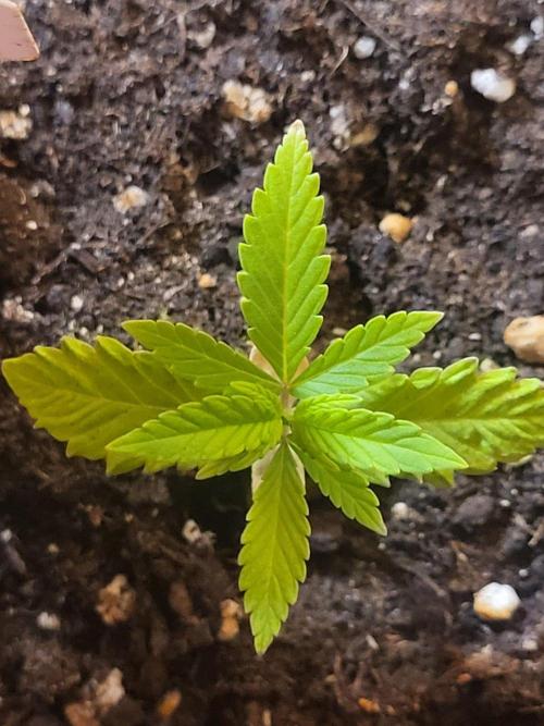 OG Kush Huba Seed Bank first run. Week 4 - Oben ansicht👀👀