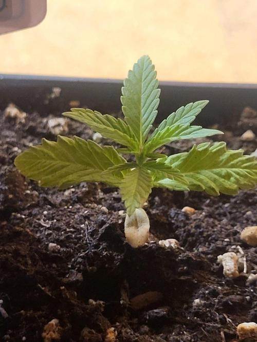 OG Kush Huba Seed Bank first run. Week 4 - 🌱💚