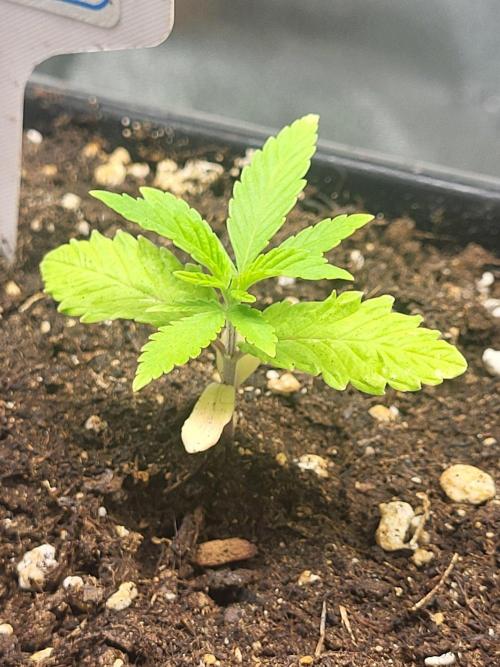 OG Kush Huba Seed Bank first run. Week 4 - 💚🌱