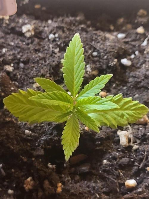 OG Kush Huba Seed Bank first run. Week 4 - 👍👍👍