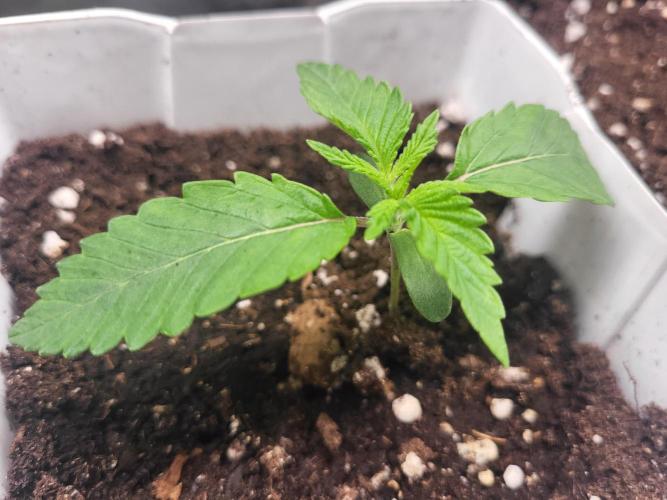 be cherry: Mystery Mary jane Berlin  26". Week 2 - 💚