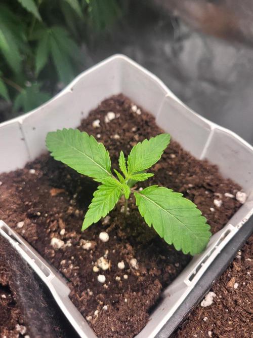 be cherry: Mystery Mary jane Berlin  26". Week 2 - Sie sieht super aus...
