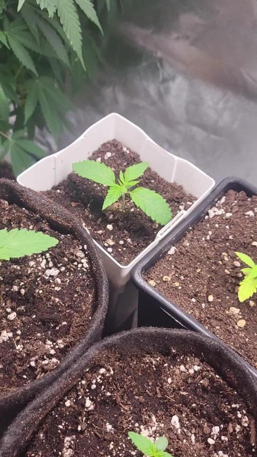 be cherry: Mystery Mary jane Berlin  26"