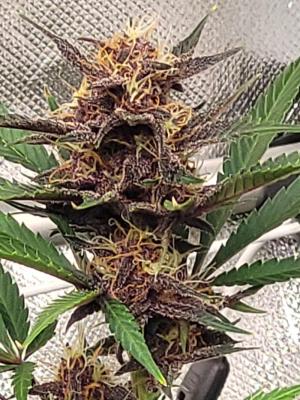 Comment by Growmigos photo #2